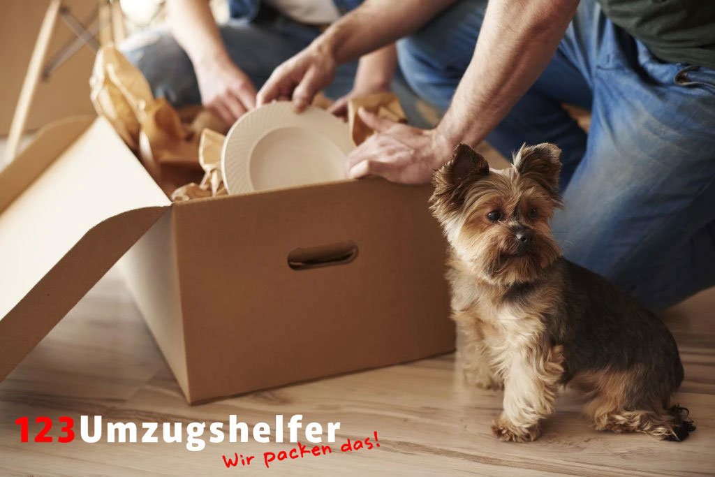 Umzug mit Haustier: Tipps für Hund & Katze Photo